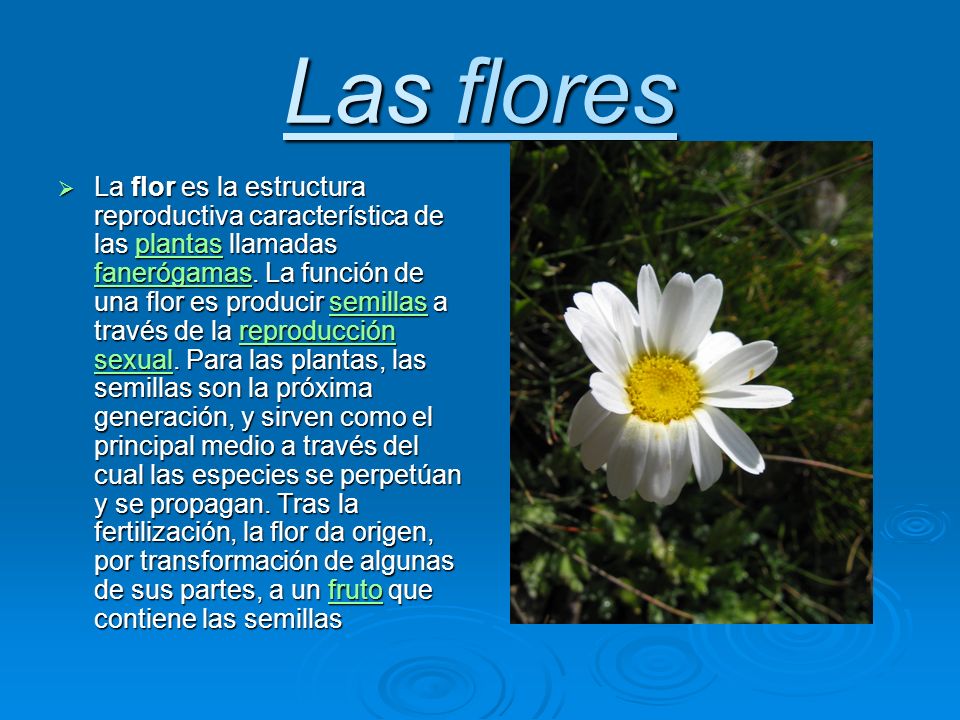 La flor es la estructura reproductiva característica de las plantas llamadas fanerógamas.