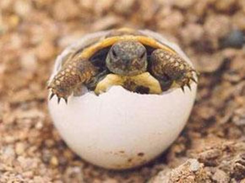 Huevos tortugas de agua