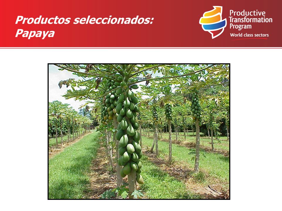 Productos seleccionados: Papaya