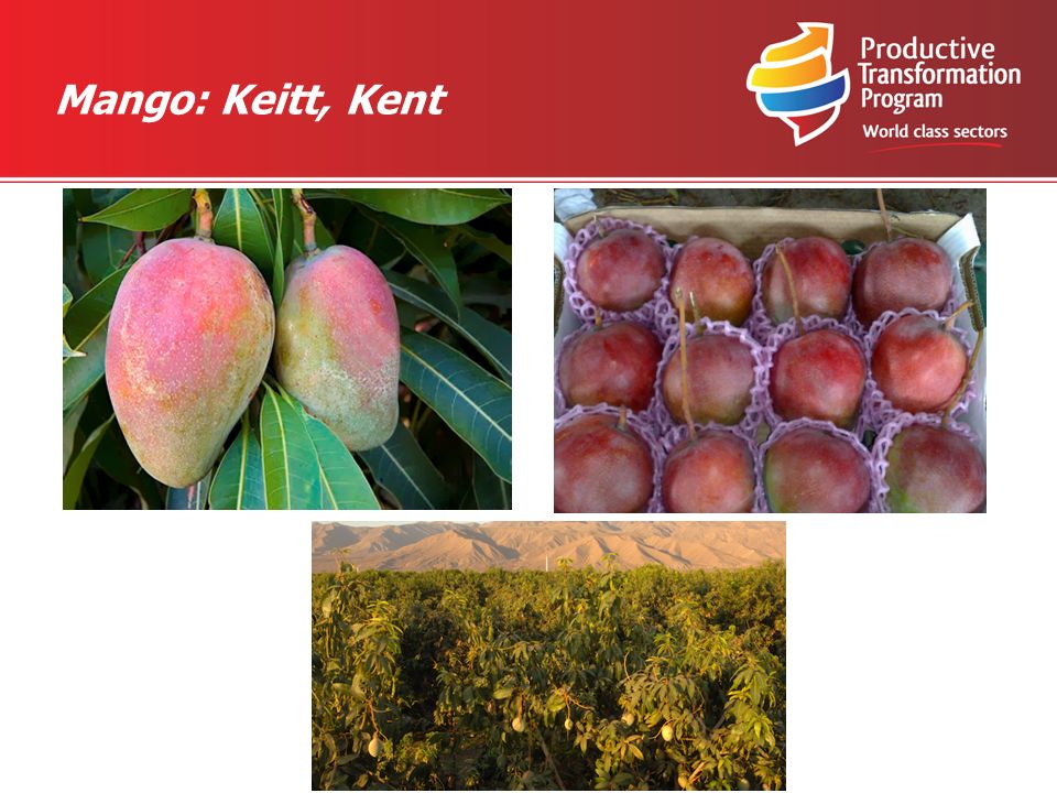 Mango: Keitt, Kent