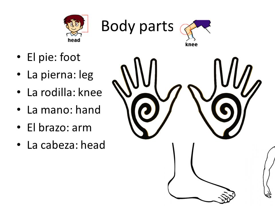 Body parts El pie: foot La pierna: leg La rodilla: knee La mano: hand El brazo: arm La cabeza: head