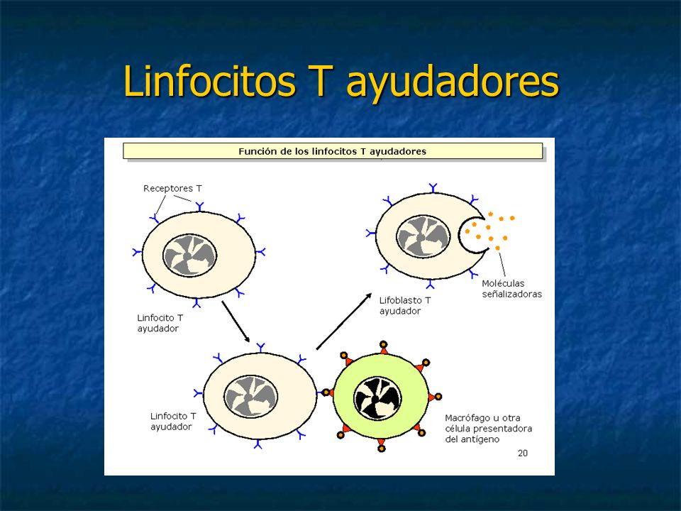 Linfocitos T ayudadores
