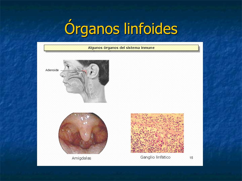Órganos linfoides