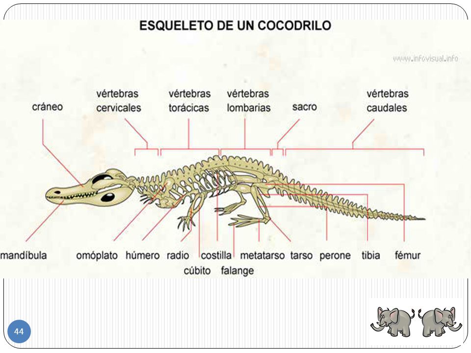 Отделы позвоночника у рептилий. Скелет крокодила строение. Строение скелета крокодила схема. Строение скелета ящерицы пресмыкающихся. Пищеварительная система крокодила схема.