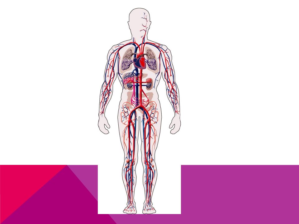 Sistema Circulatorio Nombre Josefa Leiva Isler Curso 8ºa Ppt Descargar