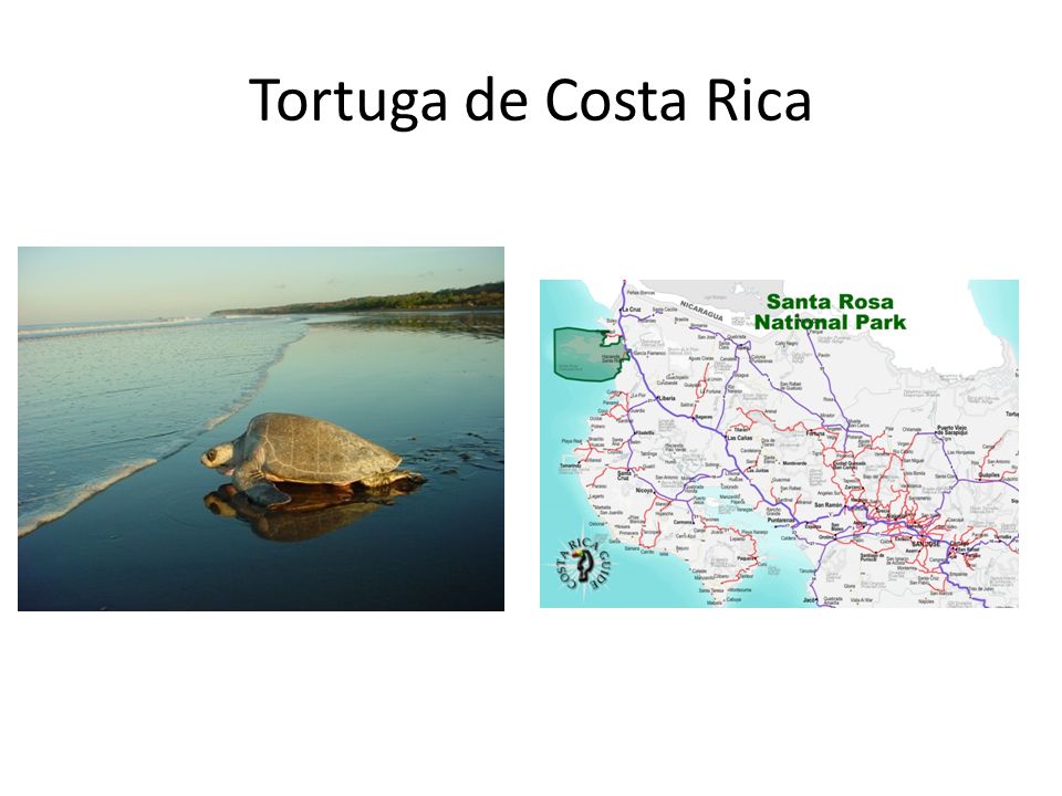 Tortuga de Costa Rica