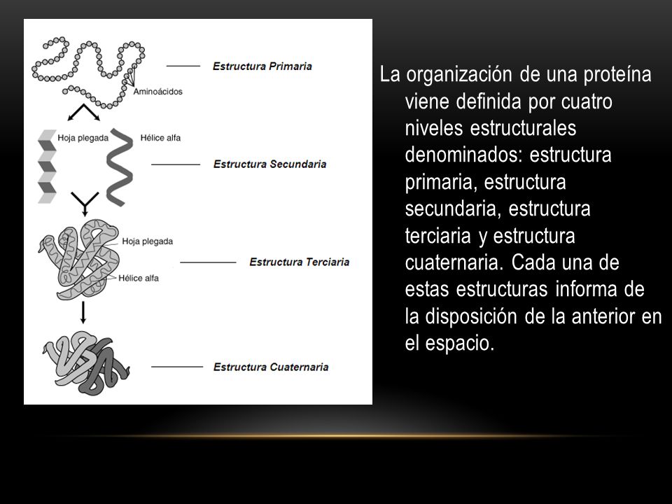 La organización de una proteína viene definida por cuatro niveles estructurales denominados: estructura primaria, estructura secundaria, estructura terciaria y estructura cuaternaria.