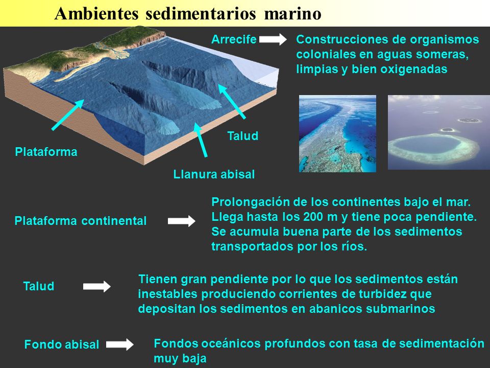 Ambientes sedimentarios marino Plataforma Llanura abisal Talud Prolongación de los continentes bajo el mar.