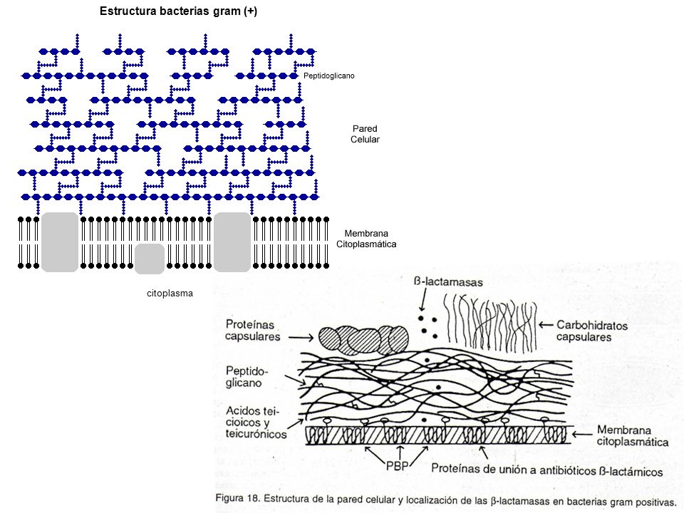 Estructura bacterias gram (+) citoplasma