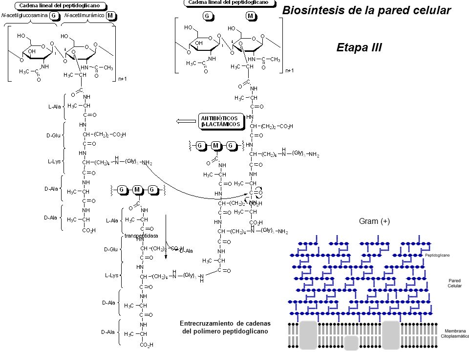 Biosíntesis de la pared celular Etapa III Gram (+) Entrecruzamiento de cadenas del polímero peptidoglicano