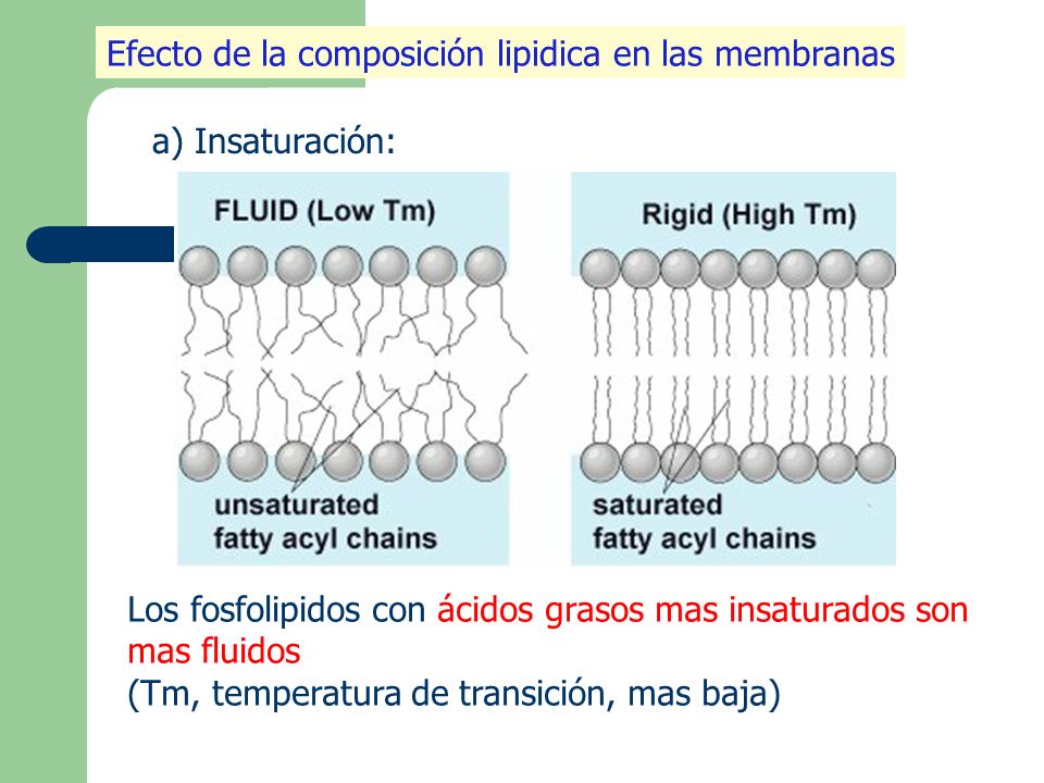 a) Insaturación: Efecto de la composición lipidica en las membranas Los fosfolipidos con ácidos grasos mas insaturados son mas fluidos (Tm, temperatura de transición, mas baja)