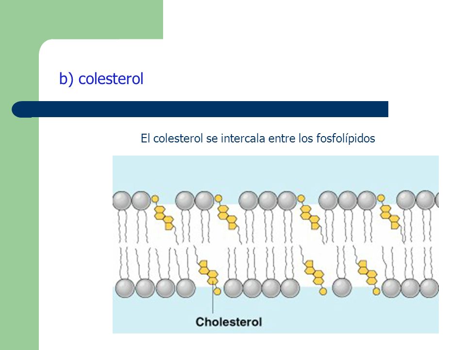 El colesterol se intercala entre los fosfolípidos b) colesterol