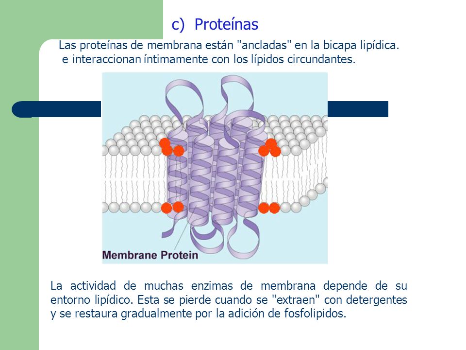 Las proteínas de membrana están ancladas en la bicapa lipídica.