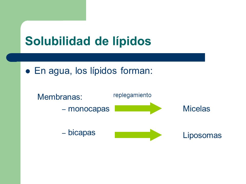 Solubilidad de lípidos En agua, los lípidos forman: Membranas: – monocapas – bicapas Micelas Liposomas replegamiento