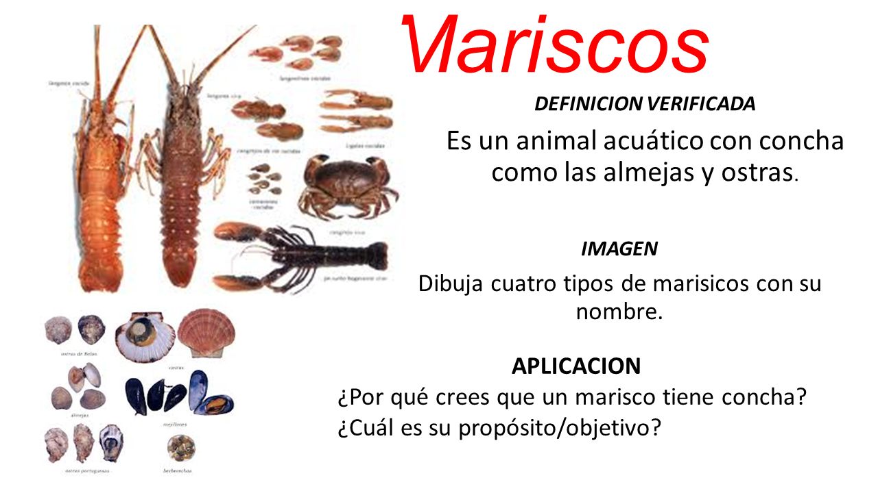 Tendones DEFINICION VERIFICADA Son tejidos fibrosos que unen el hueso con  el musculo. ￼ APLICACION ¿Qué tendría que masticar más tiempo un animal  salvaje. - ppt descargar