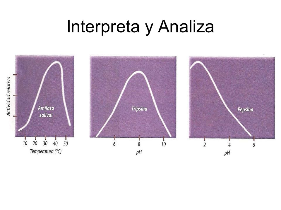 Interpreta y Analiza