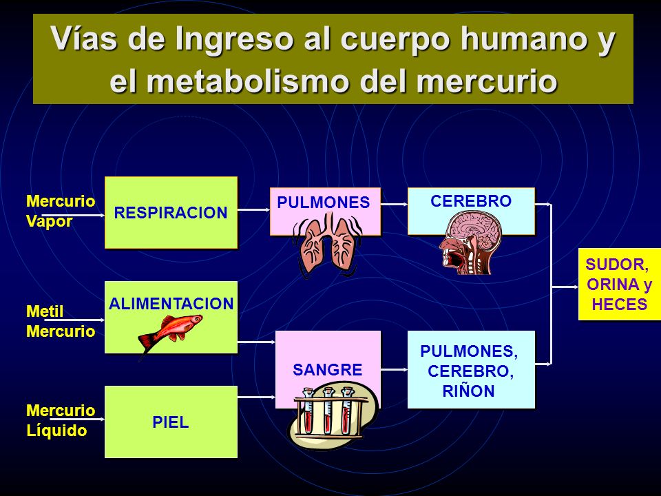 RESPIRACION ALIMENTACION PIEL SUDOR, ORINA y HECES SUDOR, ORINA y HECES PULMONES, CEREBRO, RIÑON PULMONES, CEREBRO, RIÑON SANGRE CEREBRO Mercurio Vapor Mercurio Líquido Metil Mercurio PULMONES Vías de Ingreso al cuerpo humano y el metabolismo del mercurio