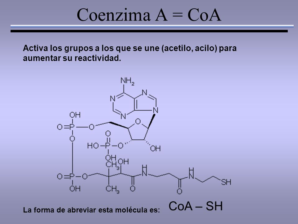 Coenzima A = CoA La forma de abreviar esta molécula es: CoA – SH Activa los grupos a los que se une (acetilo, acilo) para aumentar su reactividad.