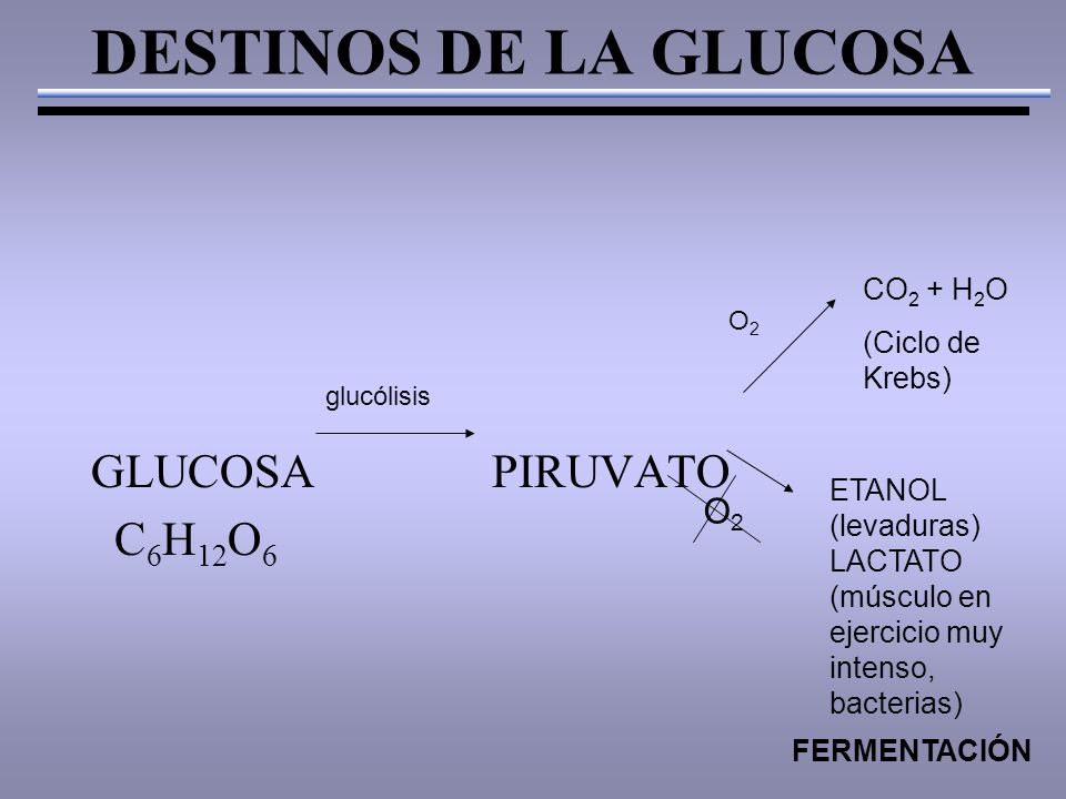 DESTINOS DE LA GLUCOSA GLUCOSA PIRUVATO C 6 H 12 O 6 glucólisis O2O2 O2O2 CO 2 + H 2 O (Ciclo de Krebs) FERMENTACIÓN ETANOL (levaduras) LACTATO (músculo en ejercicio muy intenso, bacterias)