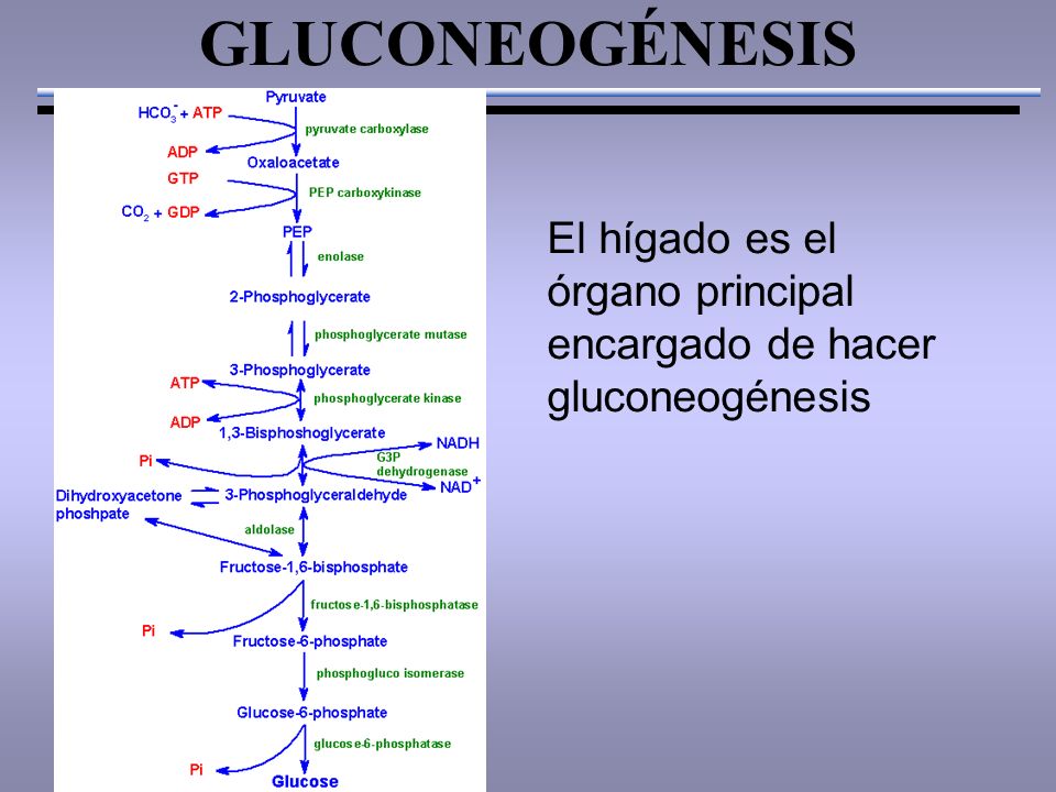 GLUCONEOGÉNESIS El hígado es el órgano principal encargado de hacer gluconeogénesis