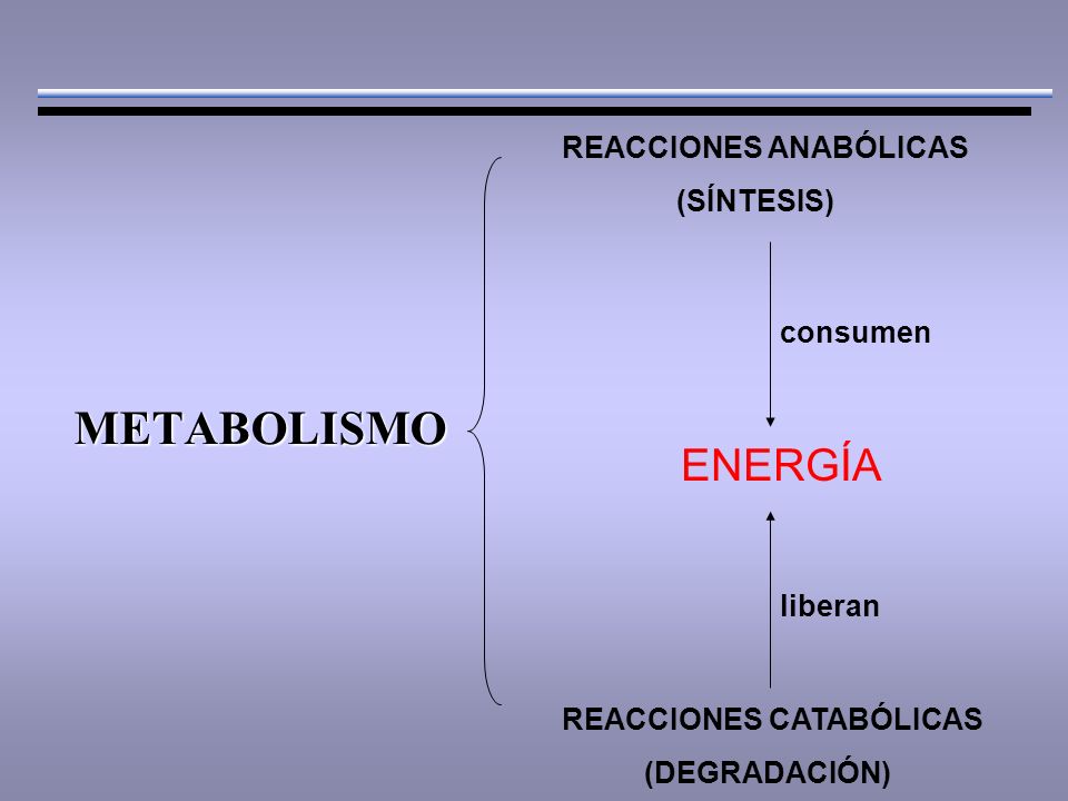 METABOLISMO REACCIONES ANABÓLICAS (SÍNTESIS) ENERGÍA REACCIONES CATABÓLICAS (DEGRADACIÓN) liberan consumen