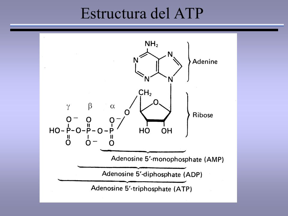 Estructura del ATP 