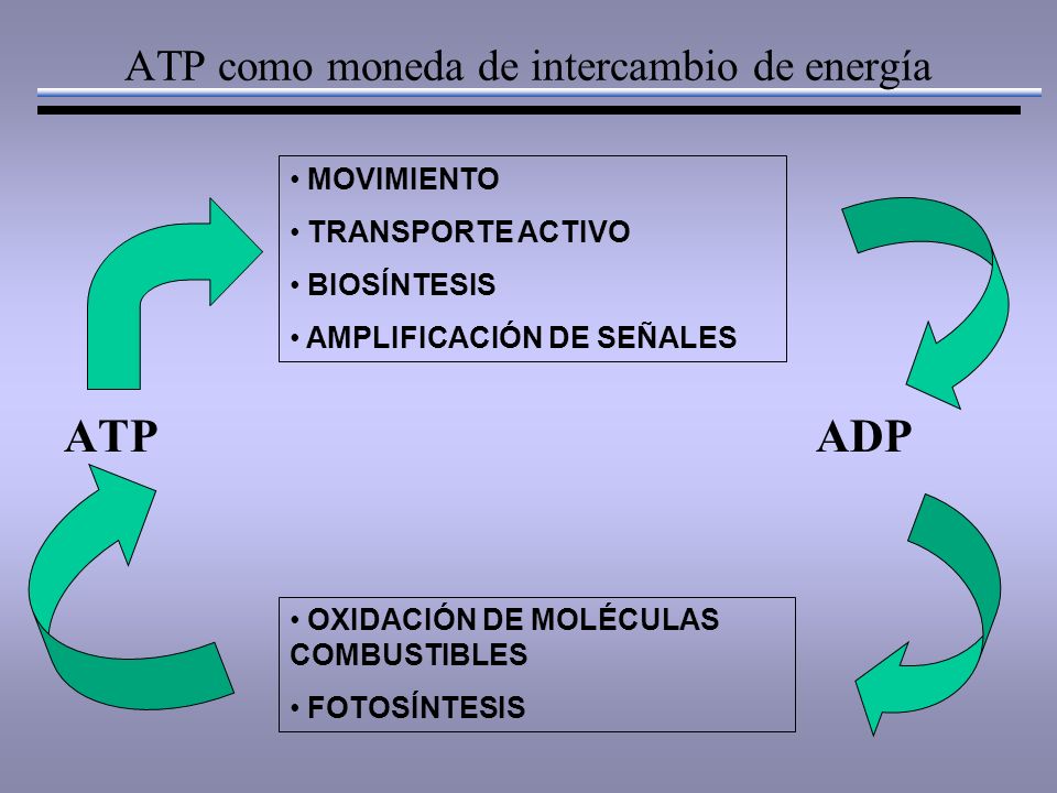 ATP como moneda de intercambio de energía ATP ADP MOVIMIENTO TRANSPORTE ACTIVO BIOSÍNTESIS AMPLIFICACIÓN DE SEÑALES OXIDACIÓN DE MOLÉCULAS COMBUSTIBLES FOTOSÍNTESIS