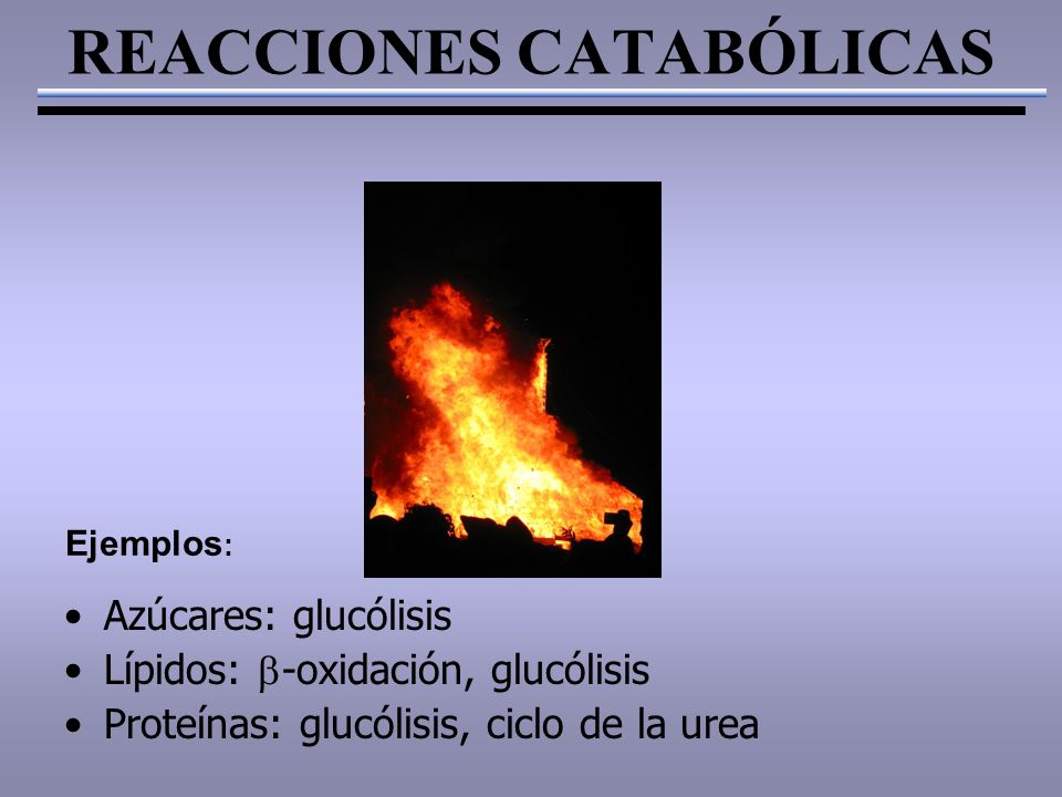 REACCIONES CATABÓLICAS Azúcares: glucólisis Lípidos:  -oxidación, glucólisis Proteínas: glucólisis, ciclo de la urea Ejemplos :