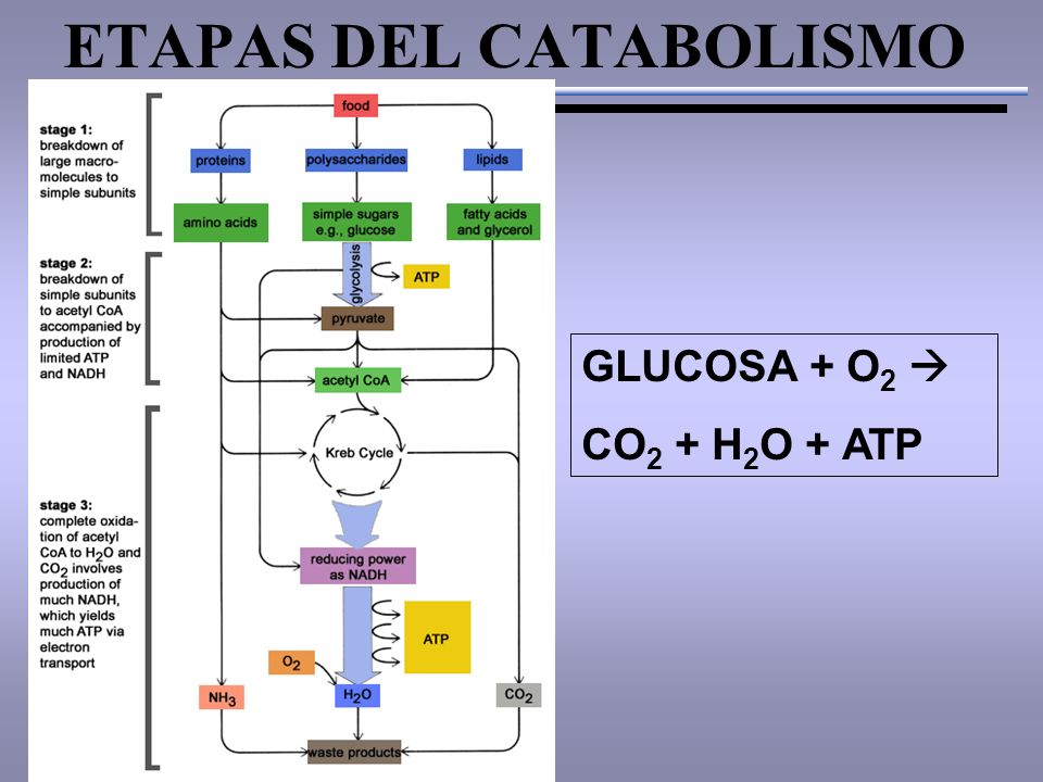 ETAPAS DEL CATABOLISMO GLUCOSA + O 2  CO 2 + H 2 O + ATP