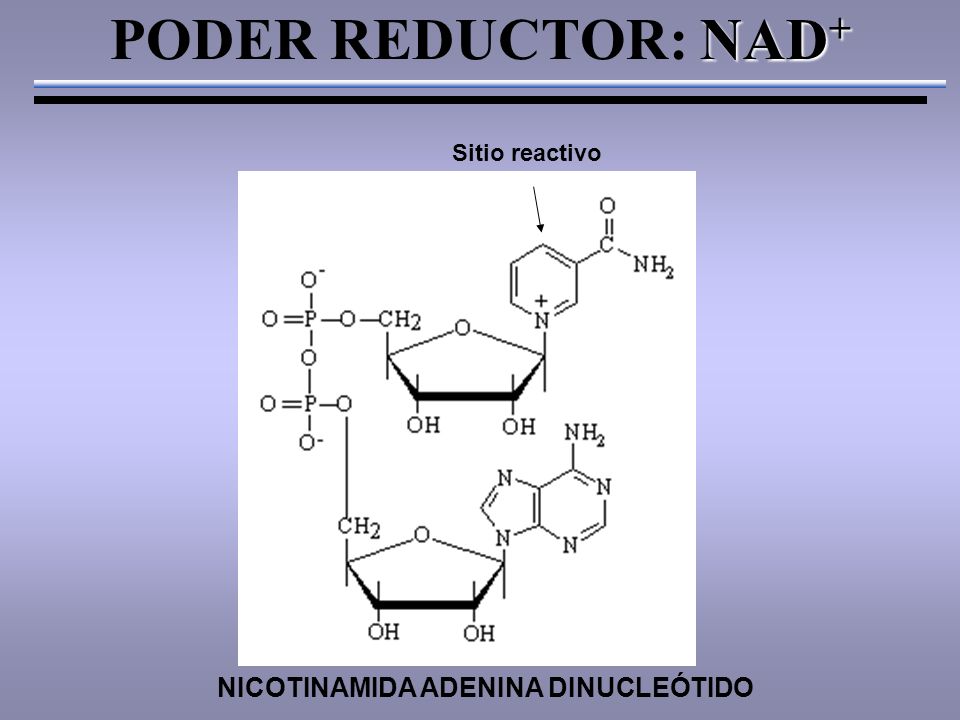 NAD + PODER REDUCTOR: NAD + Sitio reactivo NICOTINAMIDA ADENINA DINUCLEÓTIDO