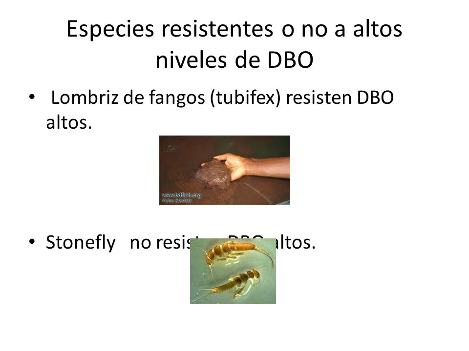 Especies resistentes o no a altos niveles de DBO Lombriz de fangos (tubifex) resisten DBO altos.