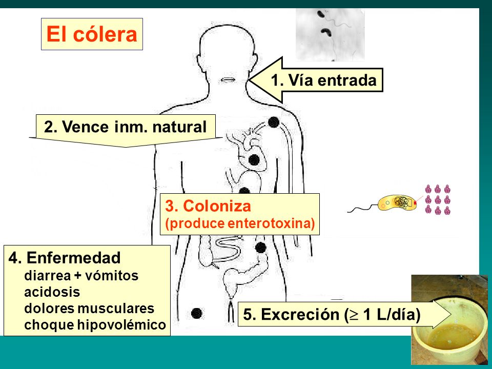 ciclo de vida vibrio cholerae