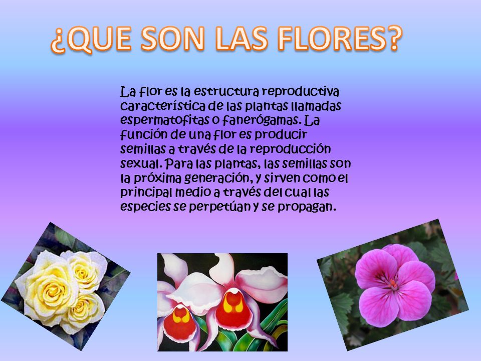 La flor es la estructura reproductiva característica de las plantas  llamadas espermatofitas o fanerógamas. La función de una flor es producir  semillas. - ppt descargar