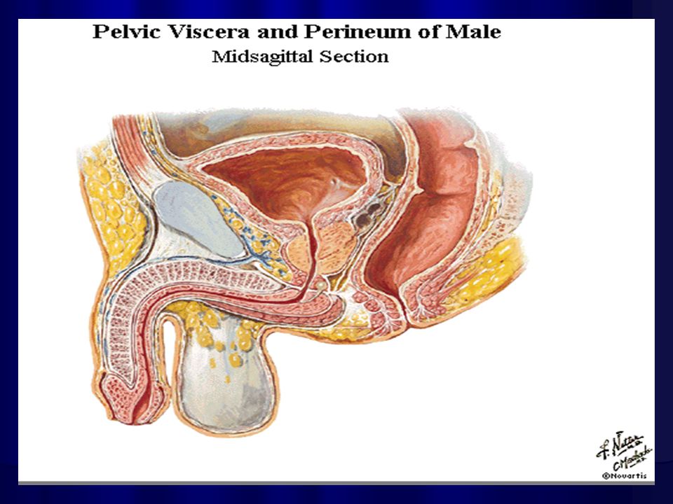fisiologia de la prostata slideshare