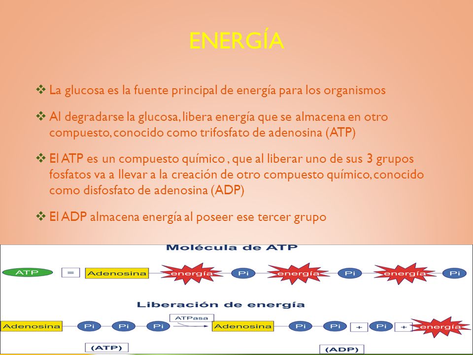 ENERGÍA  La glucosa es la fuente principal de energía para los organismos  Al degradarse la glucosa, libera energía que se almacena en otro compuesto, conocido como trifosfato de adenosina (ATP)  El ATP es un compuesto químico, que al liberar uno de sus 3 grupos fosfatos va a llevar a la creación de otro compuesto químico, conocido como disfosfato de adenosina (ADP)  El ADP almacena energía al poseer ese tercer grupo