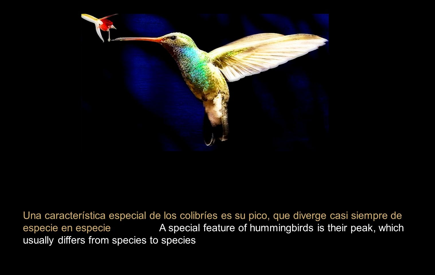 Vida de Colibríes Hummingbirds Living Los colibríes están entre los pájaros  más pequeños que existen. La especie de tamaño más reducido es el colibrí.  - ppt descargar