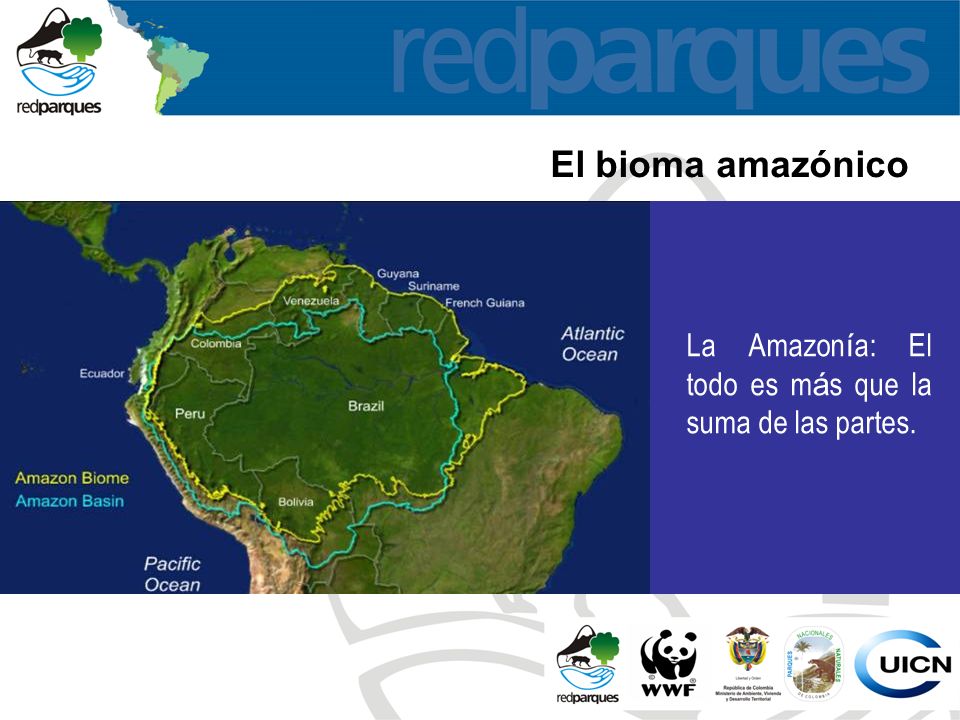 El bioma amazónico La Amazon í a: El todo es m á s que la suma de las partes.