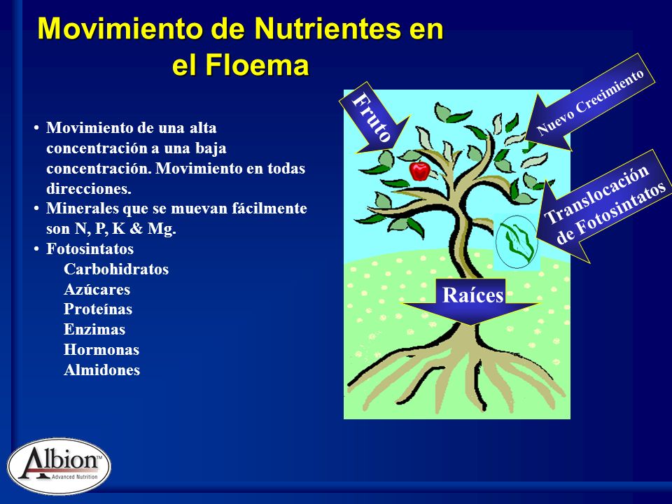Movimiento de Nutrientes en el Floema Movimiento de una alta concentración a una baja concentración.