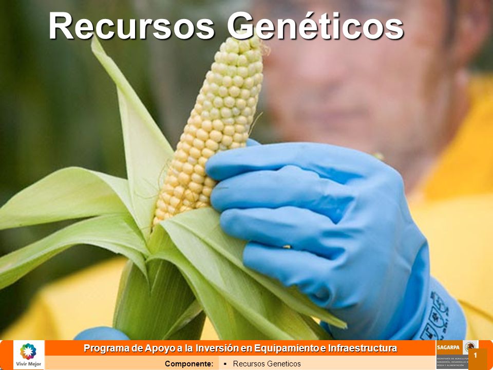 Programa de Apoyo a la Inversión en Equipamiento e Infraestructura Componente: Recursos Geneticos 1 Recursos Genéticos
