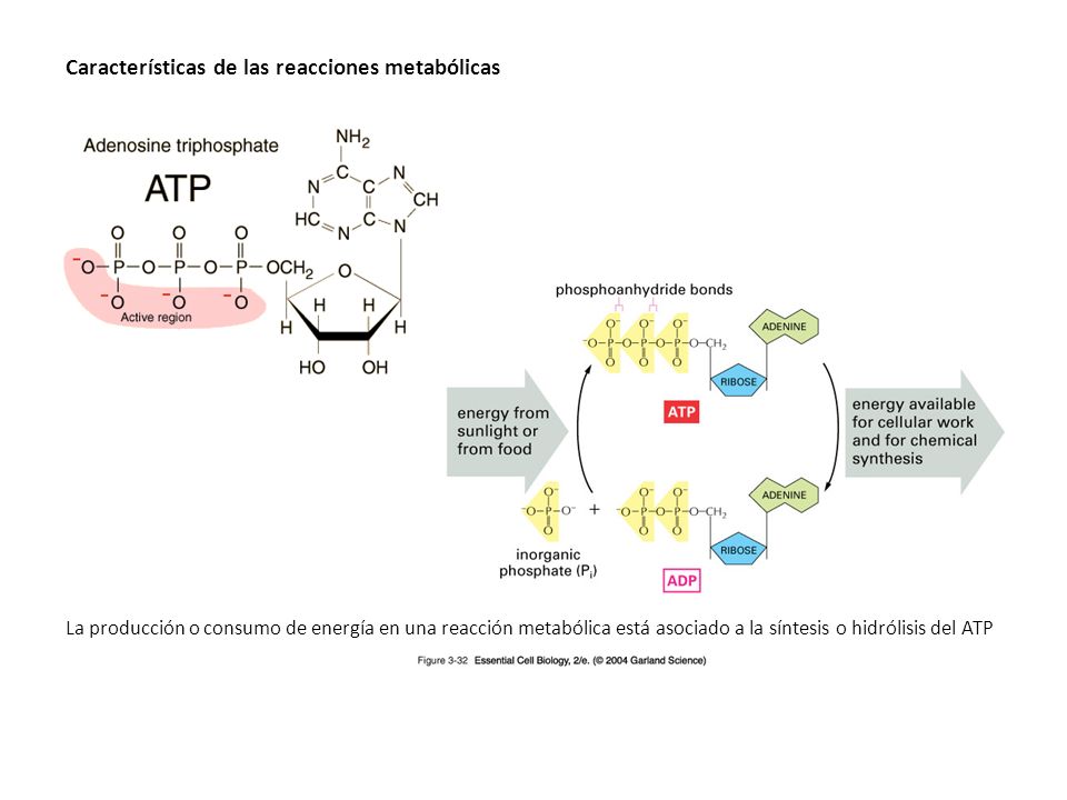 Características de las reacciones metabólicas La producción o consumo de energía en una reacción metabólica está asociado a la síntesis o hidrólisis del ATP