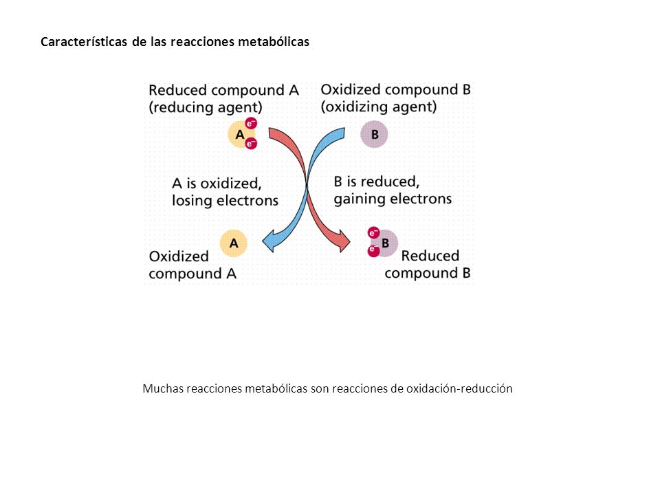 Características de las reacciones metabólicas Muchas reacciones metabólicas son reacciones de oxidación-reducción