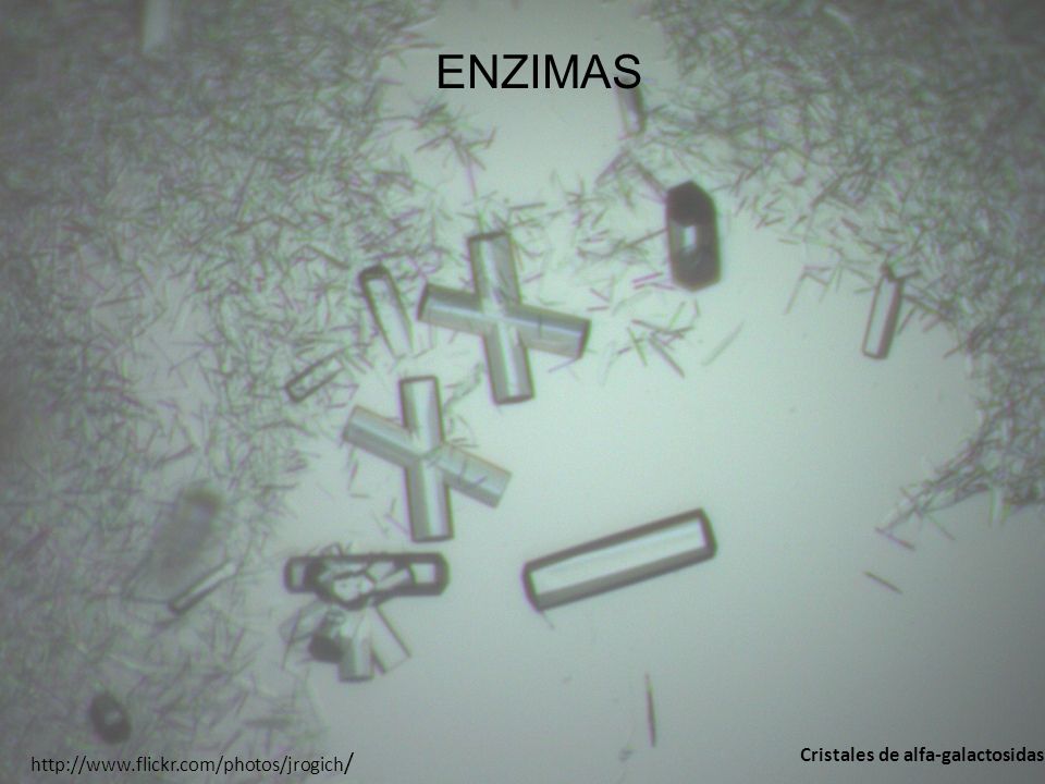 / Cristales de alfa-galactosidasa ENZIMAS