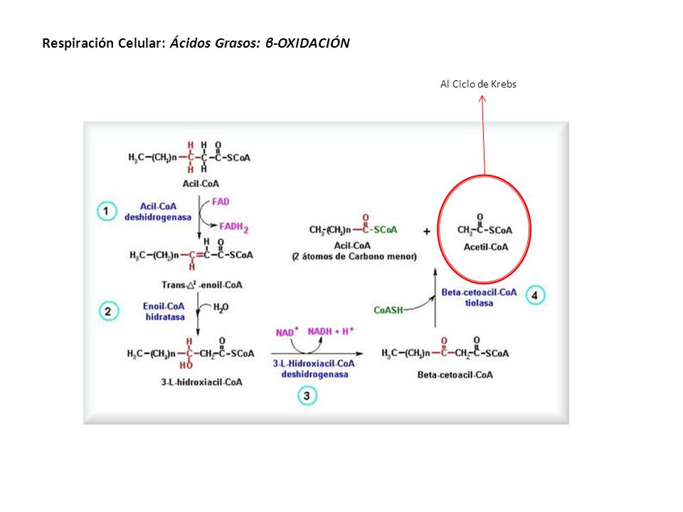 Respiración Celular: Ácidos Grasos: β-OXIDACIÓN Al Ciclo de Krebs