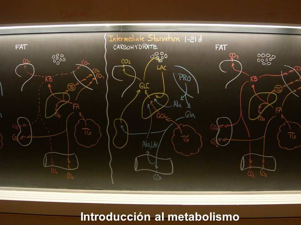 Introducción al metabolismo