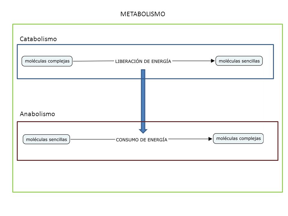 Catabolismo Anabolismo METABOLISMO