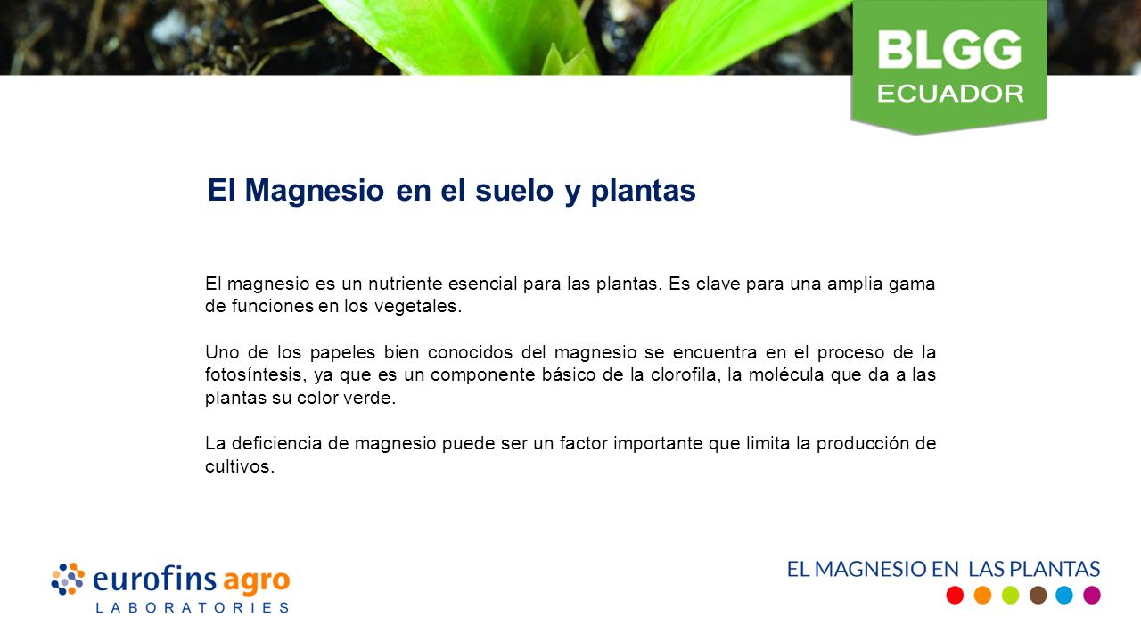 El Magnesio en el suelo y plantas El magnesio es un nutriente esencial para las plantas.