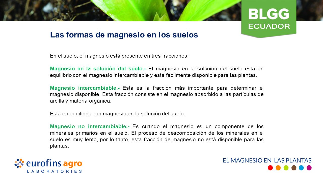 En el suelo, el magnesio está presente en tres fracciones: Magnesio en la solución del suelo.- El magnesio en la solución del suelo está en equilibrio con el magnesio intercambiable y está fácilmente disponible para las plantas.