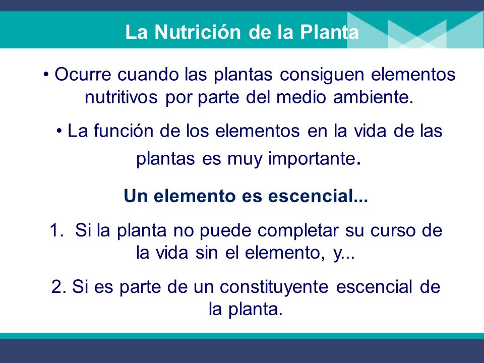 Las Plantas Producen su propio Alimento Son autotróficas: Producen su propia alimento (carbohídratos) usando: Agua y minerales de la tierra.