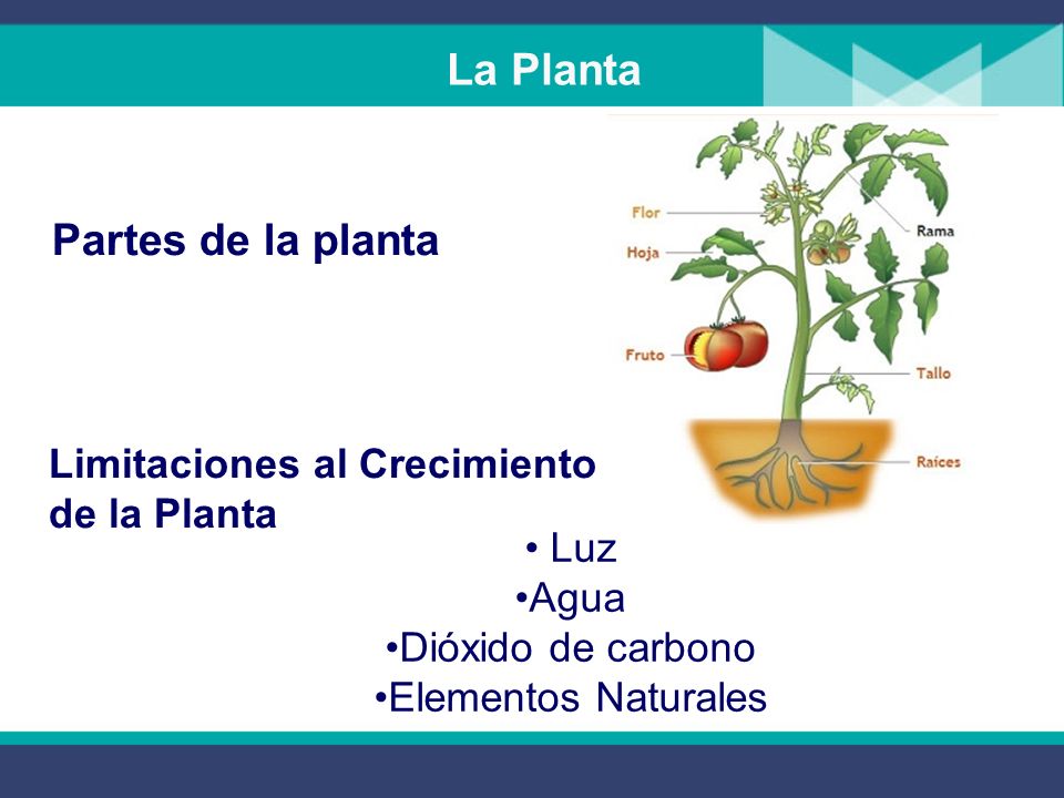 Características de las plantas Purifican el aire (CO  --> O  ).