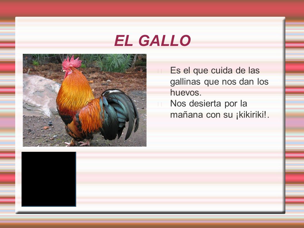 EL GALLO Es el que cuida de las gallinas que nos dan los huevos.
